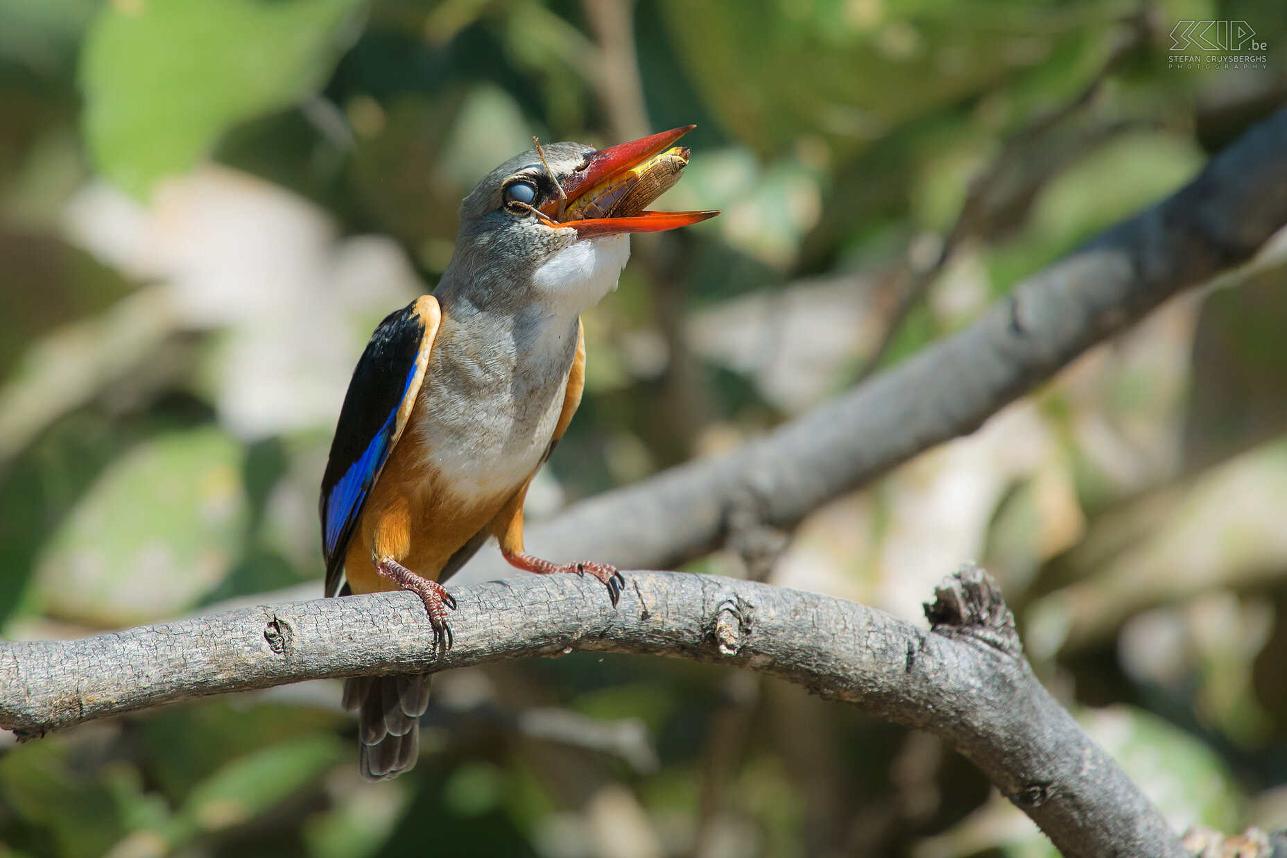 South Luangwa - Grey-headed kingfisher The Grey-headed kingfisher (Halcyon leucocephala) swallows the grashopper completely. Stefan Cruysberghs